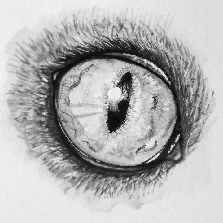 Pencil drawing of an animal eye with a vertical slit pupil, ringed by fur.