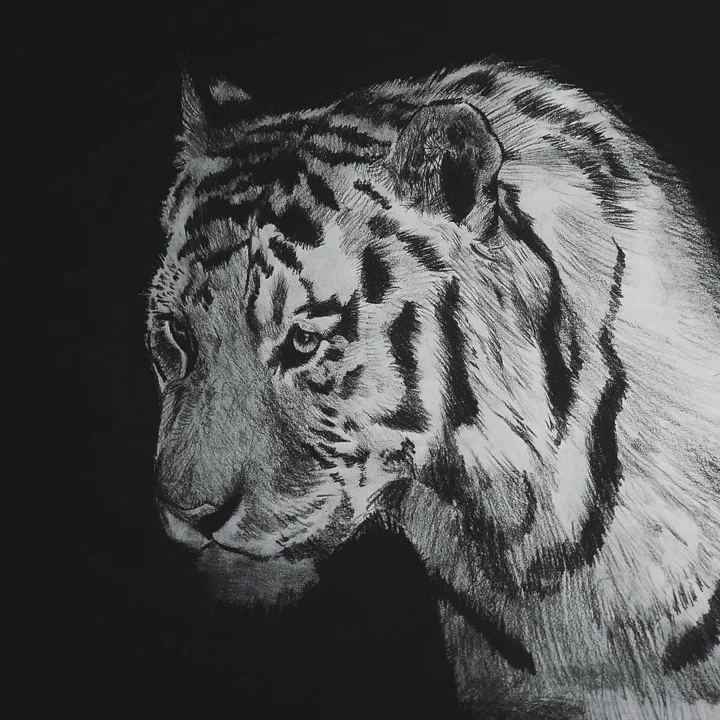 White charcoal drawing on black paper of a tiger's head and shoulders, its stripes and fur in fine strokes.