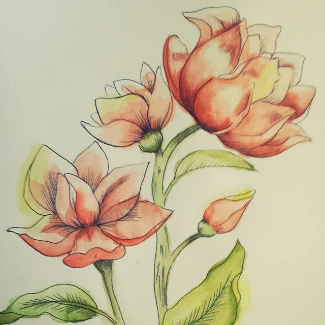 Ink and watercolor drawing of peach-pink peony blossoms and buds on leafy green stems.